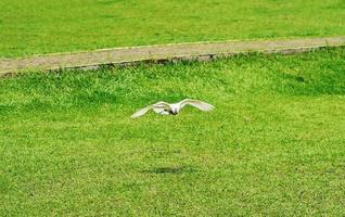 een witte duif vliegt over een groen veld foto