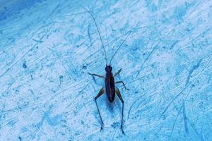 insect op de metalen grond foto