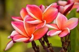 roze en witte frangipani bloemen bloeien in chatuchak park, bangkok, thailand foto