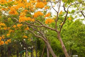 uitzicht op oranje pauwbloemen die bloeien in een Thais openbaar park foto