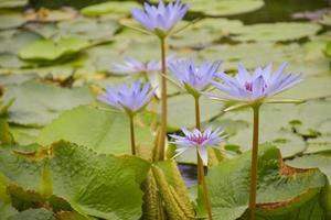 blauwe lotus bloeiende schoonheid natuur in watertuin park thailand foto