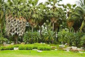 landschap en palmaanplanting in chatuchak-park, bangkok, thailand foto