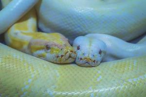 albino Birmese python foto