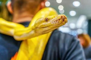 albino Birmese python foto