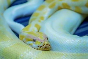 albino Birmese python foto