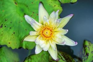 lotus is veel kleuren en mooi in vijvers, is een symbool van het boeddhisme. foto