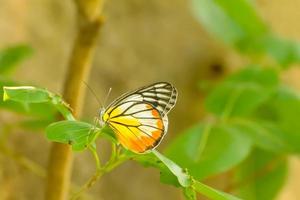 vlinder in de natuur, het geeft een verfrissend gevoel. foto