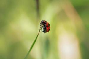 lieveheersbeestje op een blad foto