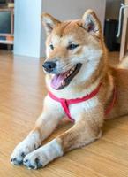 schattige shiba-hond op de vloer foto