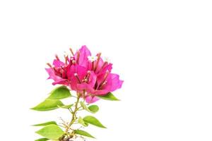 roze bougainvillea geïsoleerd. foto