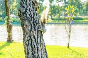 de kleine eekhoorn zit op de boom in het park. foto