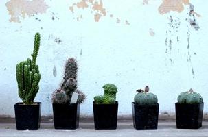 cactus in plantenpot met oude muurachtergrond foto