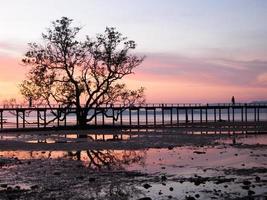 boom en brug op het strand voor zonsondergang, koh mak, trad provincie, thailand foto