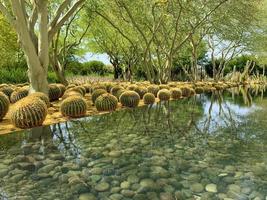 rijen cactussen in een woestijntuin foto
