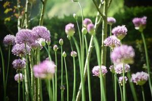 allium globemaster paarse bloemen foto