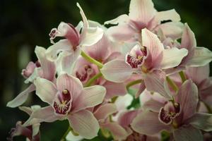 roze en witte orchideebloemen foto