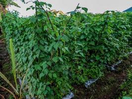 bonenplant gekweekt in de tuin van het huis, gedijt in de juiste habitat en goede verzorging foto