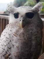 bruine en witte uil achtergrondfoto met mooie ogen foto