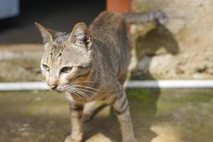 zittende landkat achtergrondfoto foto