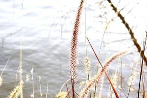 foto van roze bloemen