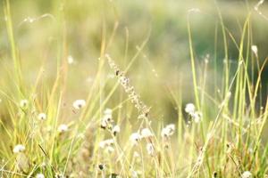 mooie foto van groen gras en zijn bloemen
