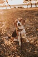 beagle hond foto