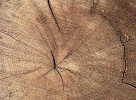 mooie houten breuk oude eik, natuurlijke textuur close-up foto