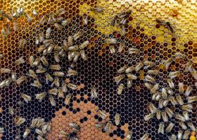 honingraat van bijenkorf gevuld met gouden honing foto