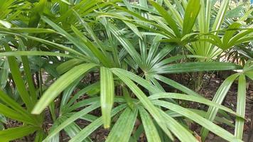 groen blad plant struik natuurlijke foto