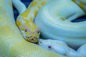 albino Birmese python foto