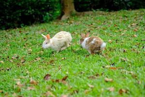 twee konijnen rennen in de tuin. foto