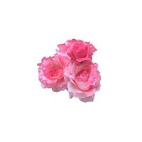 roze geïsoleerde roos delicate bloem tak op de witte achtergrond, uitgesneden object voor decor, ontwerp, uitnodigingen, kaarten, soft focus en uitknippad foto