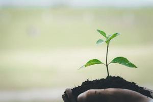 man die jonge boompjes draagt om in tropische bossen te planten, een campagne voor het planten van bomen om de opwarming van de aarde te verminderen. het concept van het redden van de wereld en het verminderen van de opwarming van de aarde. foto