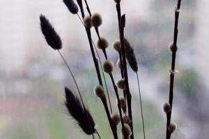 boeket gedroogde bloemen op vage lichte achtergrond, horizontale foto. decoratieve planten voor thuis en op kantoor, mooie bloemen op dunne stelen foto