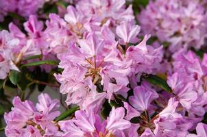 roze bloeiende rododendron bloeit in het voorjaar foto