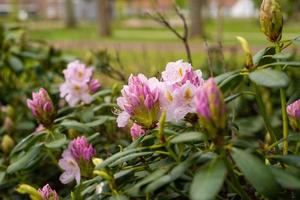 roze paarse rododendronknoppen in de lentetuin foto