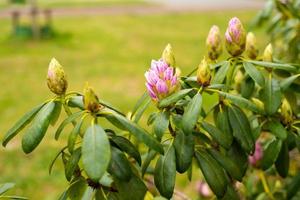 roze paarse rododendronknoppen in de lentetuin foto