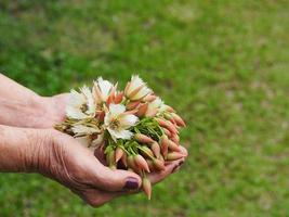 elaeocarpus grandiflorus bij de hand oude vrouw foto