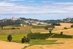 barbera wijngaard in de regio piemonte, italië. plattelandslandschap in langhe-gebied foto