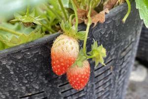 aardbei op de boerderij foto