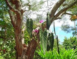 wilde orchideeën groeien in Maui, Hawaï foto