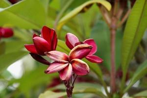 bleke en brandende rode bloemen van frangipani of plumeria op tak en vervaag de achtergrond van groene bladeren. foto