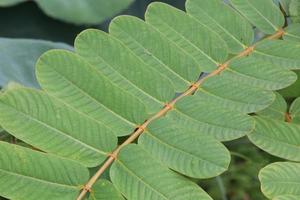 groene bladeren van acapulo op tak, een andere naam is kandelaarstruik, kaarsstruik, ringwormstruik. foto