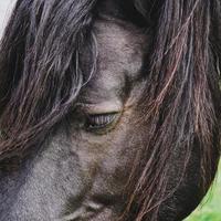 zwart paardportret, dierenthema's foto