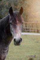 zwart paardportret, dierenthema's foto