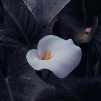 mooie lelie calla in de tuin in de lente foto