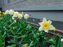 narcissen en tulpen planten foto