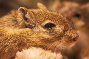 gerbil of woestijnratten genoemd foto