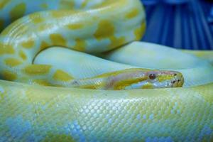 albino Birmese python foto