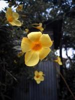 allamanda bloem, mooie bloem, prachtige natuur, bloem, prachtige tuin, behang foto